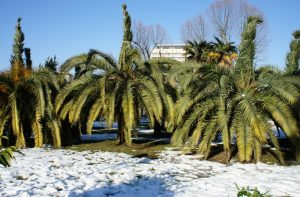 Palmbomen in de sneeuw
